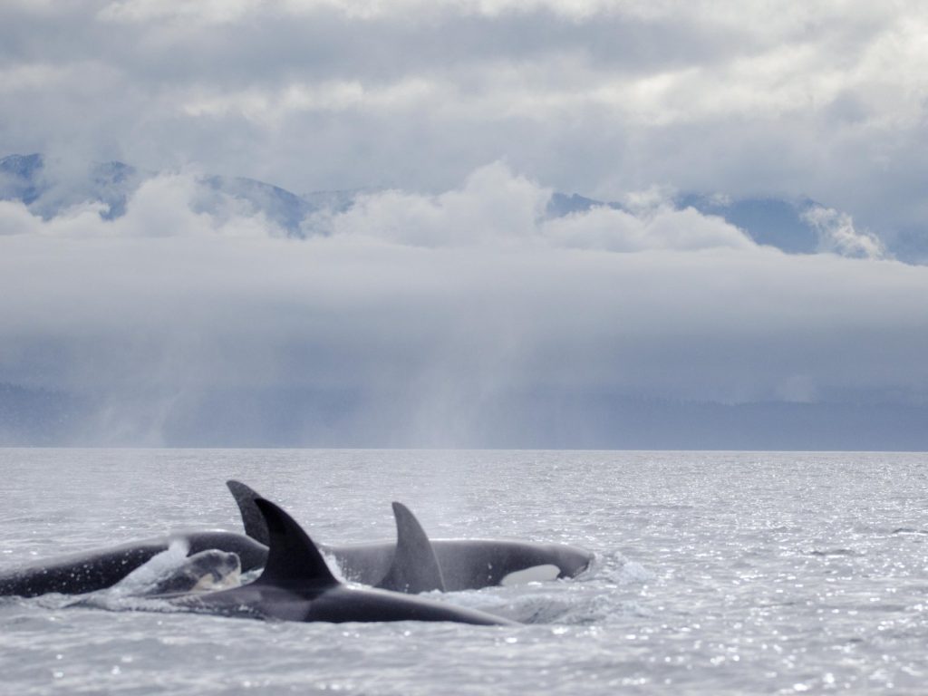 Revolting Orcas